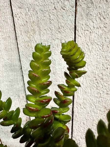 Künstliche Crassula Hedi Grün - Kunststoff - 10 x 17 x 10 cm