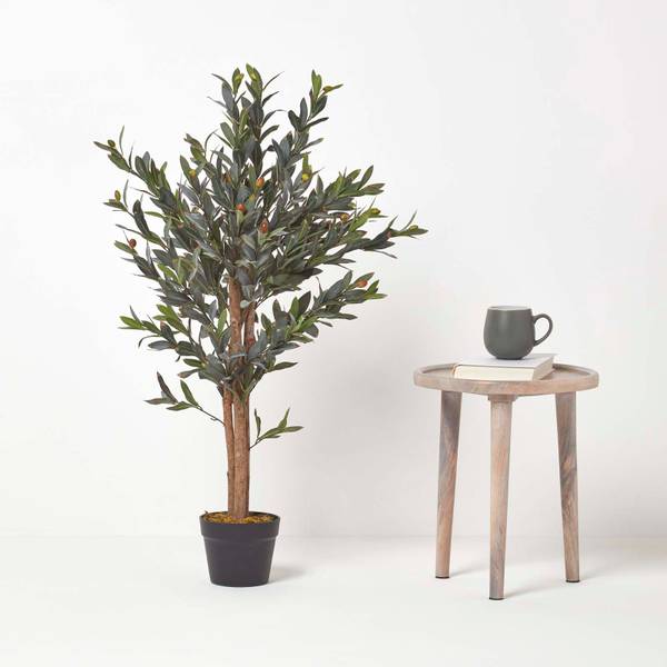 taxus baccata aurea Taxus b. 'Fastigiata Aurea'  Loen Nursery, Inc