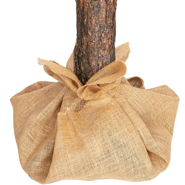 Künstlicher Weihnachtsbaum Naturstamm Grün - Kunststoff - 83 x 220 x 83 cm
