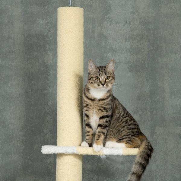 Katzenbaum D30-619V00YL Gelb - Textil - 34 x 260 x 47 cm