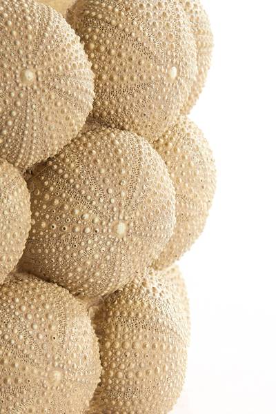 Topf SEA URCHIN Braun