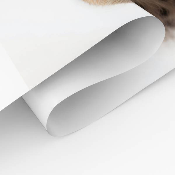 Poster für Kinder Wildtiere 3er Set 21 x 30 x 30 cm