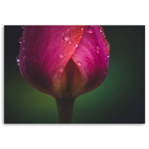 Canvas schilderij knop en dauw 60 x 40 cm