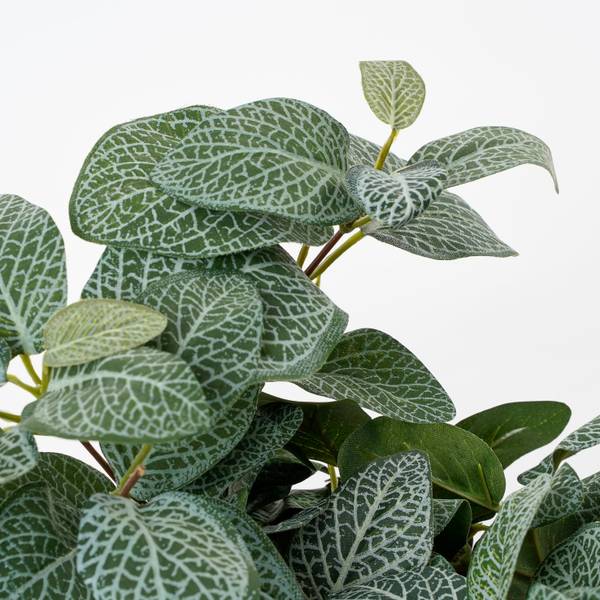 Kunstpflanze Fittonia Grün - Textil - 15 x 54 x 20 cm