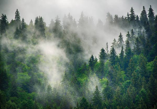 Vlies Fototapete Wald im Nebel Berge 254 x 184 cm