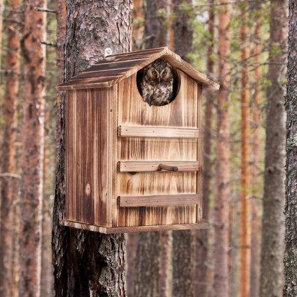 tekening steenuilenkast - Vogelwerkgroep Midden-Brabant