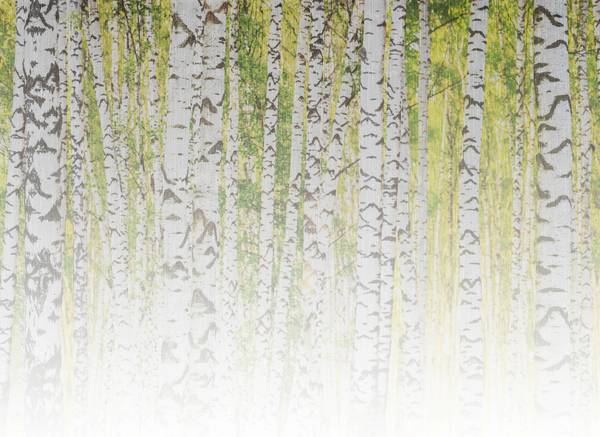 Fotobehang berkenbos in de lente zwart - donkergrijs - lichtgrijs - wit - geelgroen