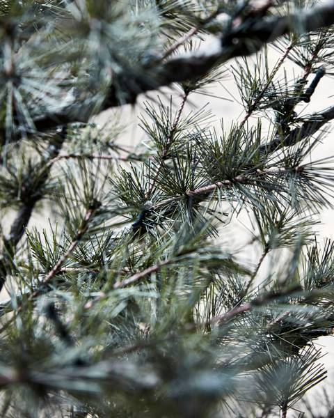 Weihnachtsbaum PIN Grün - Kunststoff - 75 x 220 x 75 cm