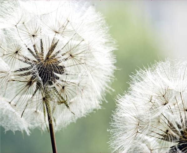 papier peint panoramique fleurs Blanc - Polaire - 360 x 270 x 270 cm
