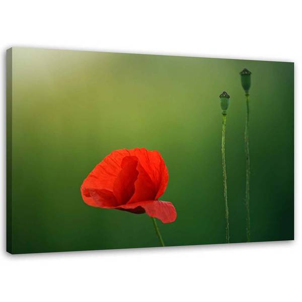 Tableau déco coquelicot 90 x 60 cm