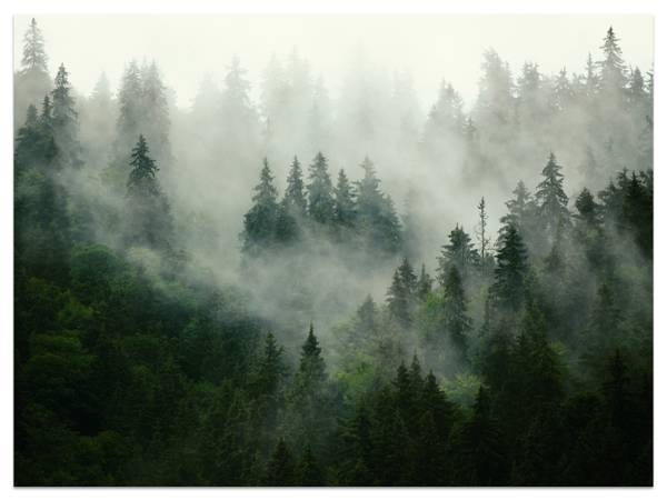 Fototapete Wald Nebel Bäume Natur 200 x 140 x 140 cm
