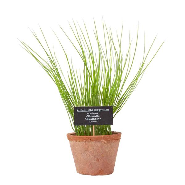 Ciboulette Artificielle AP1551 Vert - Polyéthylène - 10 x 28 x 28 cm