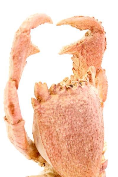Ornament CRAB Orange - Kunststoff - 13 x 43 x 23 cm
