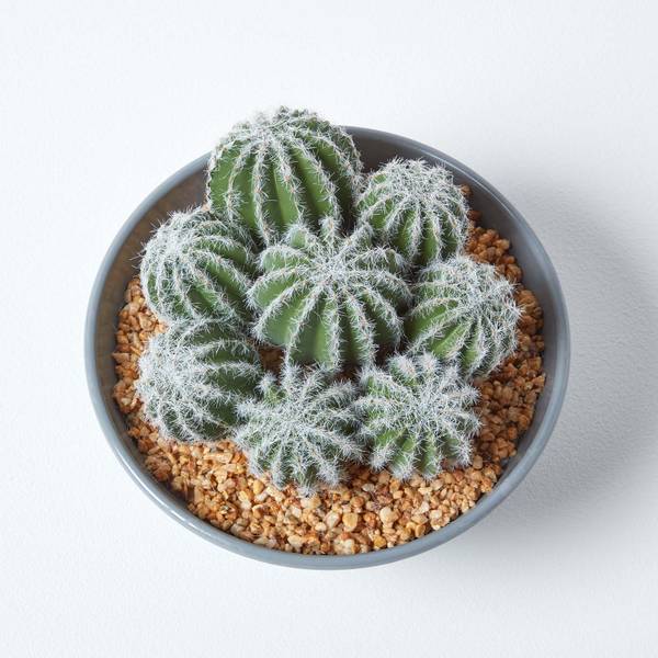 Cactus Echinocactus AP1452 Vert - Polyester - 20 x 17 x 17 cm