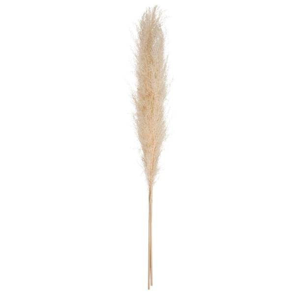 Trockenblumen PAMPA 3er-Set Beige - Naturfaser - 11 x 109 x 11 cm
