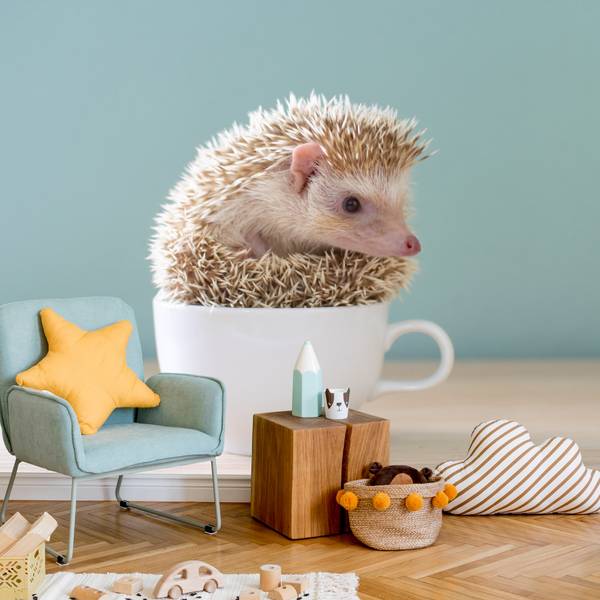Fototapete Igel Tasse Tier 150 x 105 x 105 cm