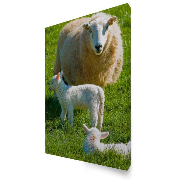 Leinwandbild Schafsfamilie Grün - Baumwollstoff - 50 x 70 x 1 cm