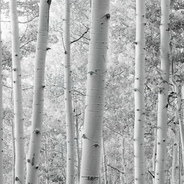 Fototapete 612623 Weiß - Papier - 450 x 280 x 450 cm