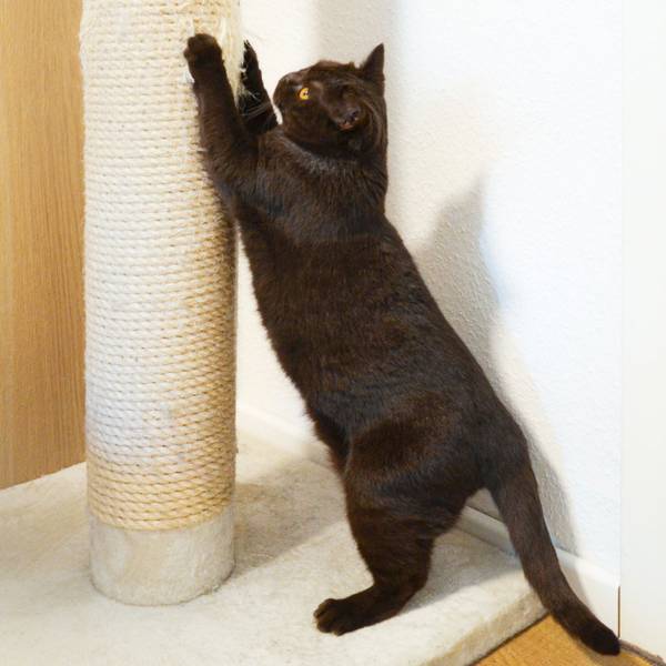 katzen kratzbäume aus holz Design Kratzbaum MS 410, weiß - XXL, Holz, stabil