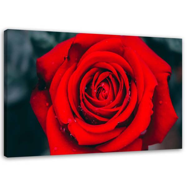 Wandbild schöne rose kaufen