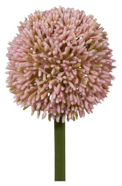 Allium ALLIUM II Pink - Holzwerkstoff - 1 x 1 x 1 cm