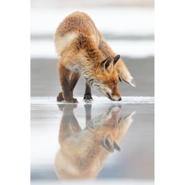 Tableau mural reflet renard Verre acrylique - 97 x 65 x 4 cm