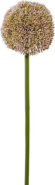 Allium ALLIUM II Pink - Holzwerkstoff - 1 x 1 x 1 cm