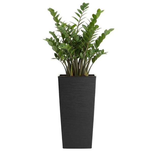 Blumentopf Porto 3er-Set Schwarz