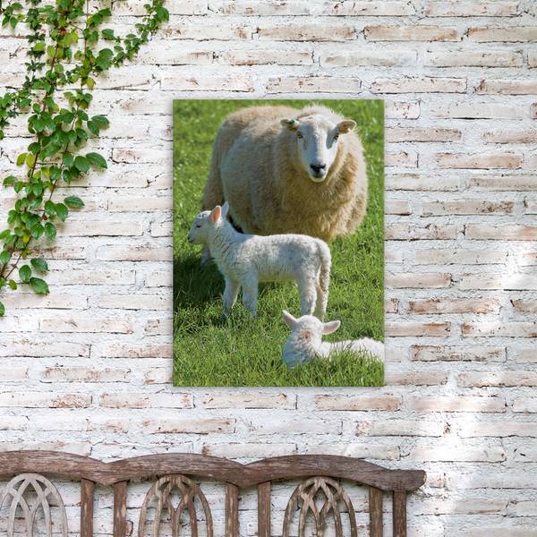 Leinwandbild Schafsfamilie Grün - Baumwollstoff - 50 x 70 x 1 cm
