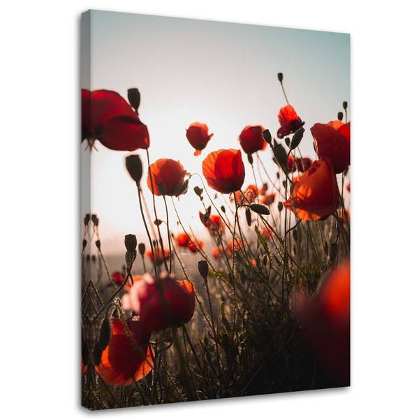 Canvas schilderij papavers in de zon 40 x 60 cm