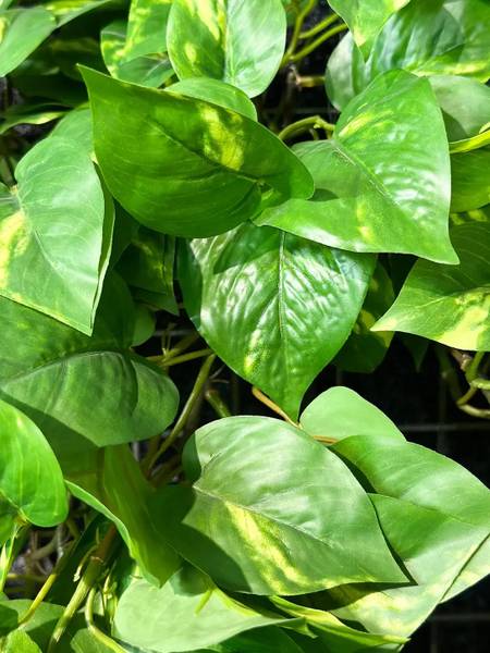 Künstlicher Hänge-Pothos Bella Beige - Kunststoff - 34 x 85 x 34 cm