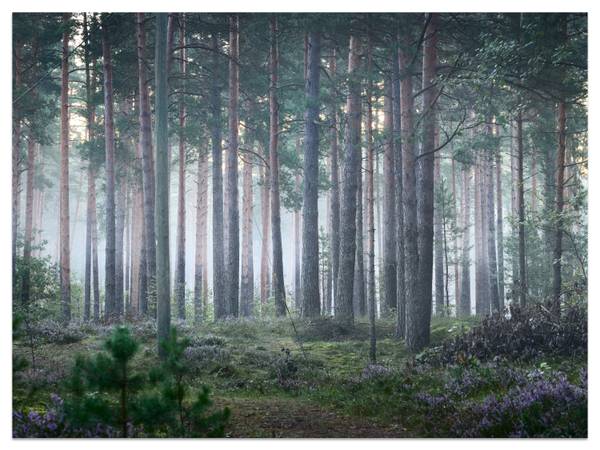 Fototapete Wald Nebel Natur Moos 200 x 140 x 140 cm