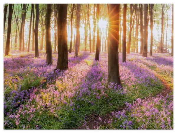 Fototapete Wald Blumen Sonnenaufgang 100 x 70 x 70 cm