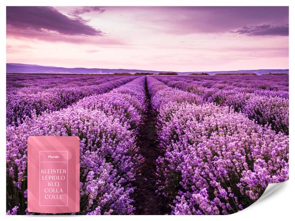 Fototapete Lavendel Wiese Klappe Natur 100 x 70 x 70 cm