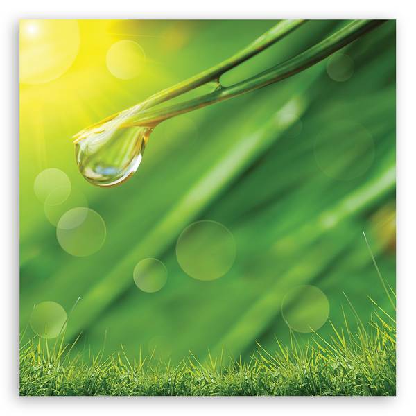 Tableau déco rosée sur l'herbe plantes 40 x 40 cm