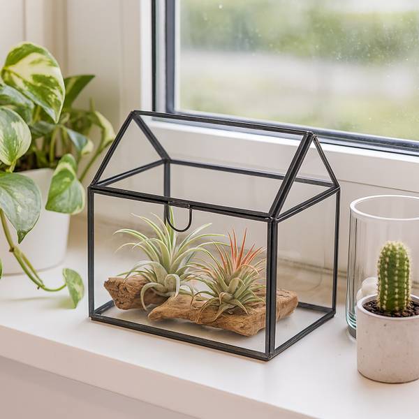 Planten terrarium van glas voor binnen zwart - transparant glas - 16 x 16 x 12 cm