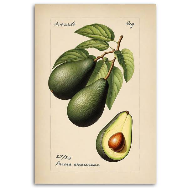 Tableau déco fruits vintage avocat 40 x 60 cm