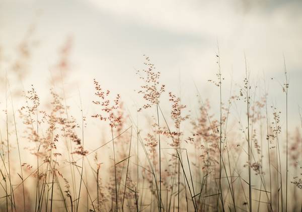 Panorama-Tapete Pampa Beige - Papier - 384 x 270 x 384 cm
