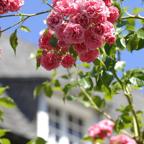 Plantensteun set van 2 zwart - ijzer - 29 x 149 x 29 cm