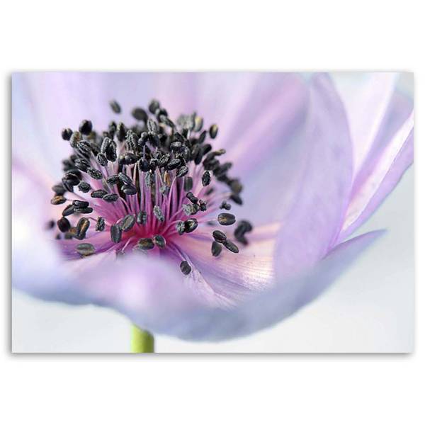 Wandbild anemone 120 x 80 cm