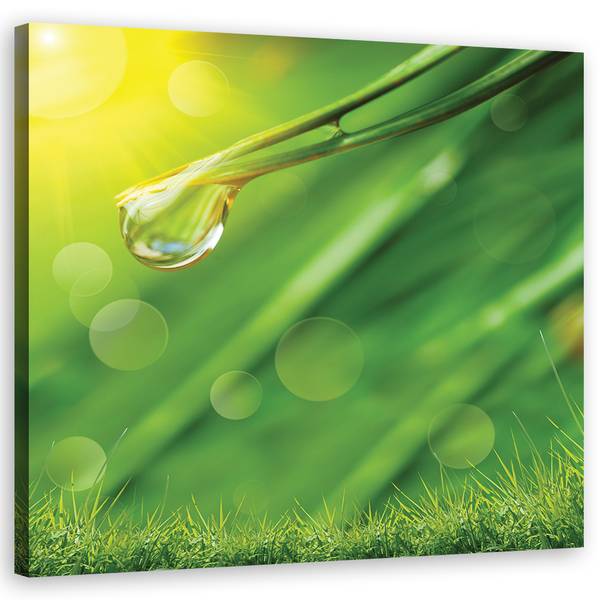 Tableau déco rosée sur l'herbe plantes 40 x 40 cm