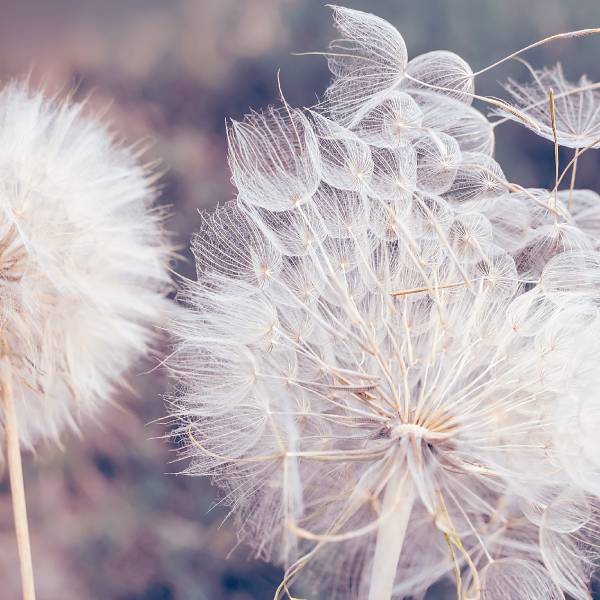 Fototapete Pusteblumen Pflanzen Natur 3D 360 x 240 x 240 cm