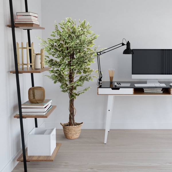 Kunstpflanze FICUS Grün - Kunststoff - 80 x 165 x 80 cm