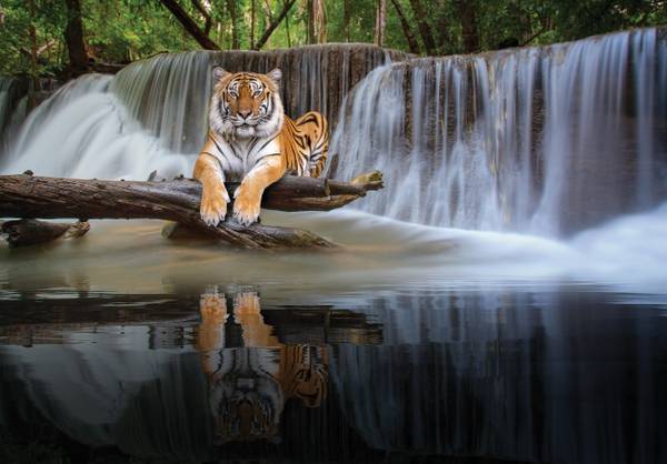 Vlies Fototapete Tiger Wasserfall Natur 312 x 219 cm - 130g Vlies