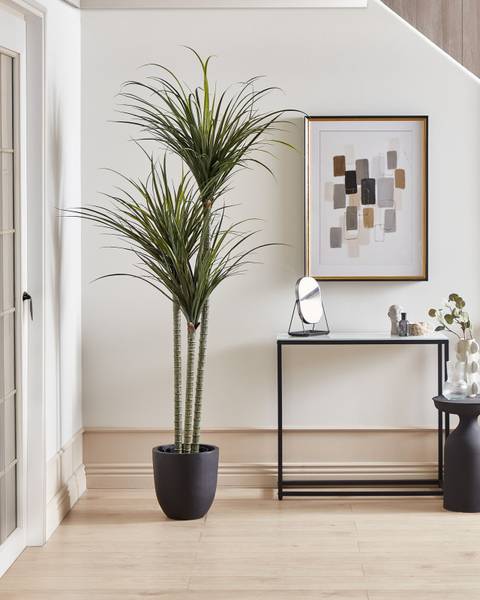Kunstplant DRACAENA ANITA 88 x 198 x 88 cm