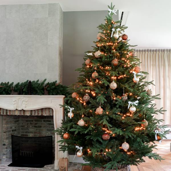 Weihnachtsbaum Serbische Fichte 117 x 180 x 117 cm