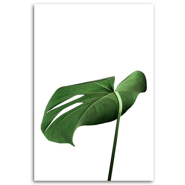 philodendron white wizard Philodendron White wizard
