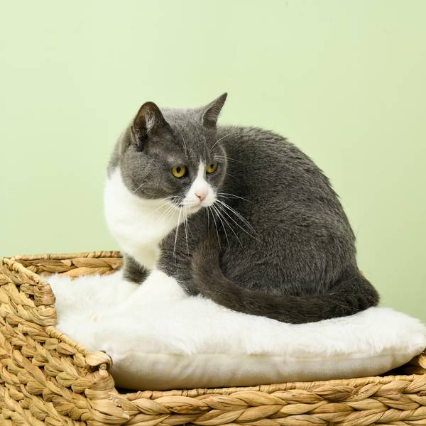 Katzenhöhle CP63 Braun - Rattan - 42 x 42 x 38 cm