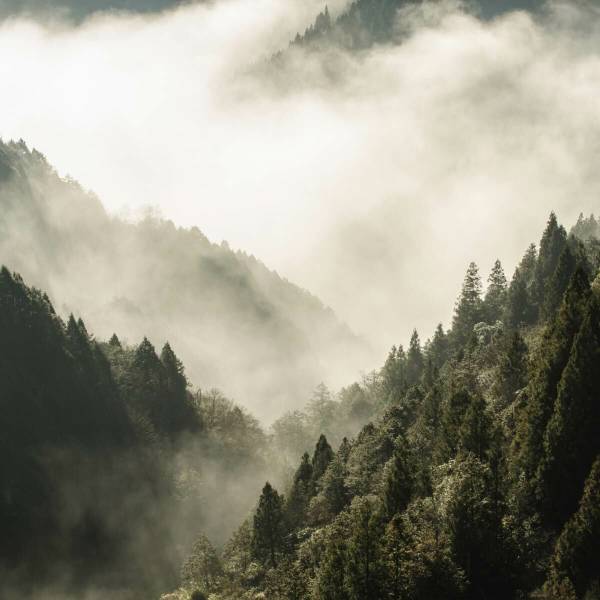 Fototapete WALD IM NEBEL Bäume Natur 3D Grün - Fleece - 135 x 90 x 90 cm