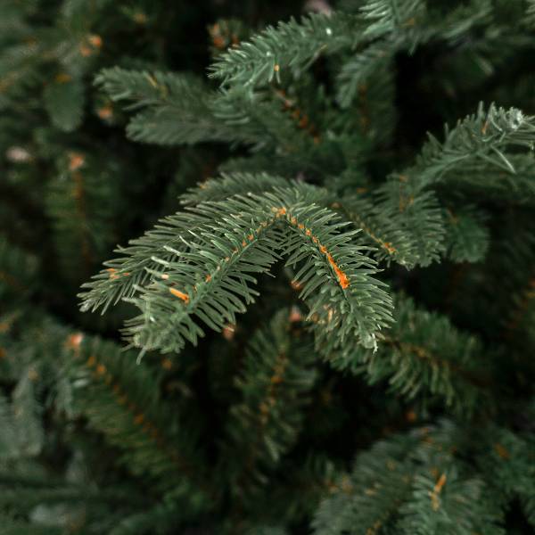 Weihnachtsbaum Serbische Fichte 117 x 180 x 117 cm